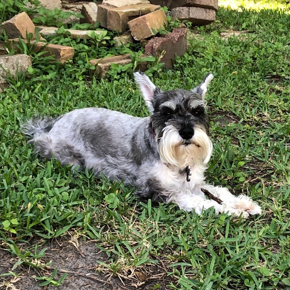 Meet your Posher, Janie - Picture 2 of 2